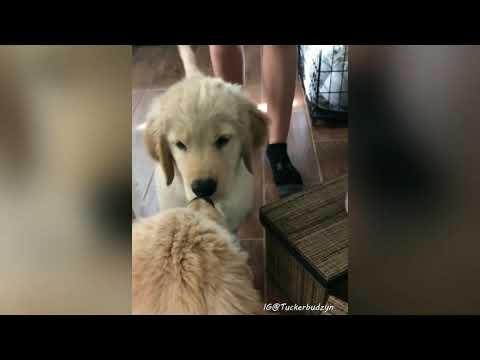 Funny Dogs Puppies | cute puppy | cute dogs