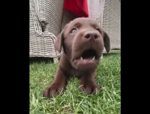 Cute Puppy Chasing The Camera #shorts