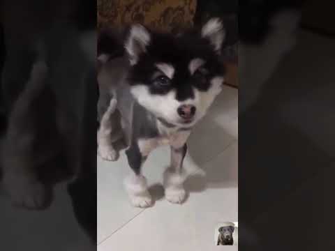 Cute Puppy Sings For It's Owner! | Amazing Animals | #shorts
