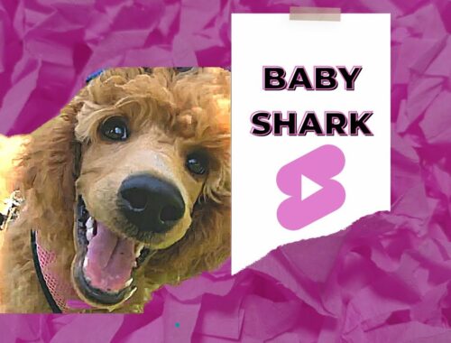 Cute Puppy video | Flashback Friday #shorts #funnypuppy #standardpoodle