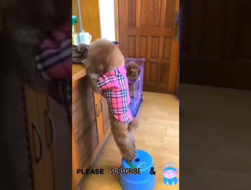 Cute puppy arranging food for baby puppy
