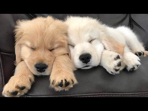 Funniest & Cutest Golden Retriever Puppies #28- Funny Puppy Videos 2020