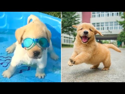 Funniest & Cutest Golden Retriever Puppies - 30 Minutes of Funny Puppy Videos 2021 #9