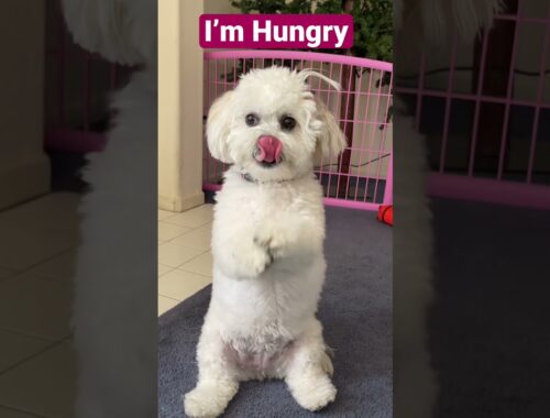 Cute Puppy - Im hungry treat please