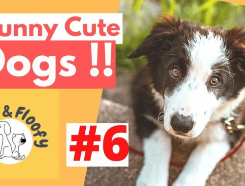 Funny cute dogs 6! Cute Puppy plays in fountain, Bassett puppy dog hops down stairs & more! #shorts