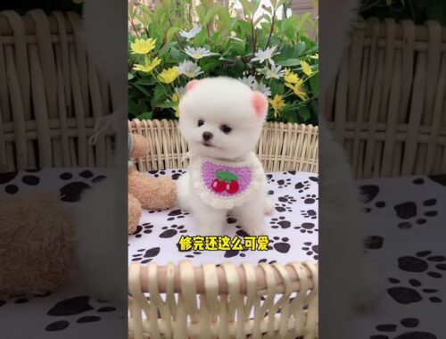 #Short Cute puppy funniest animals viral videos EP