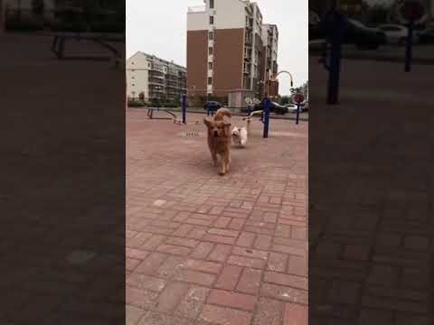 Cute Puppy lovely  Care #short #8