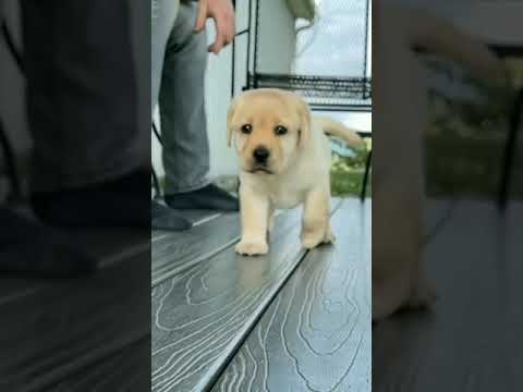 Labrador Puppy Video l Cute puppy video l #puppy #labradorpuppy