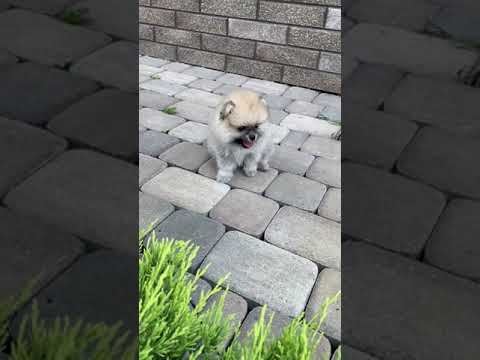 Pets and animals | cute puppy video | best dog video | cute baby pet cute animals | #shorts