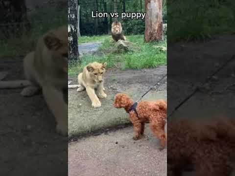 Lion vs cute puppy