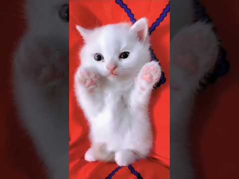 cute puppy cat - cute cat | so cutes | cats videos #shorts