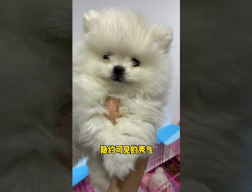 #Short Cute puppy funniest animals viral videos EP