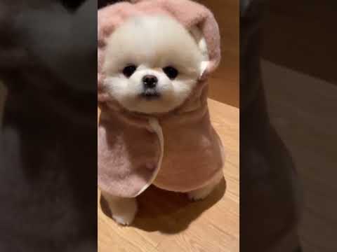 Dog Video | Cute Puppy video | #Shorts #Short