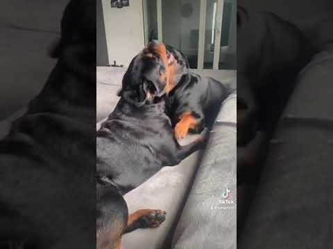 fun time#shorts #youtube #trending #video#dogs #cute#puppy#youtubeshorts #dogslove #love #rottweiler