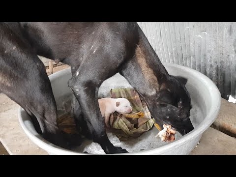Feeding chicken meat,save pity mama with cute puppy
