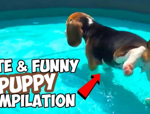 Cute & Funny BEAGLE PUPPY Compilation : Must See!