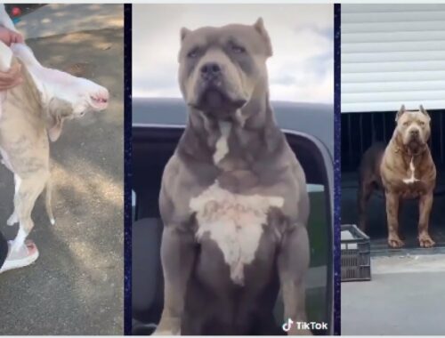 Funny - Cute Pitbull Dog and Puppies - TikTok / Why you should get Pitbull