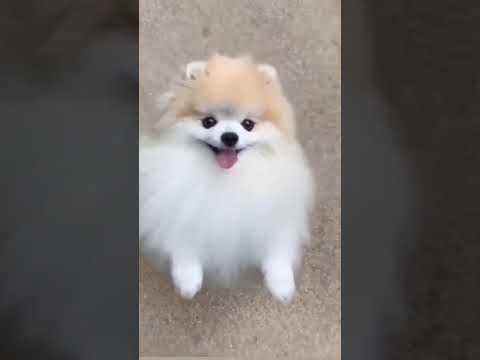 Cute dog dancing || Cute Puppy || Cute And funny dogs|| YouTube Shorts || Shorts