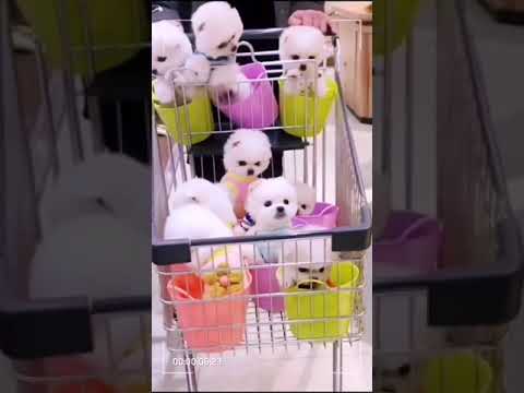 Cute Puppy lovely  Care #short #1054