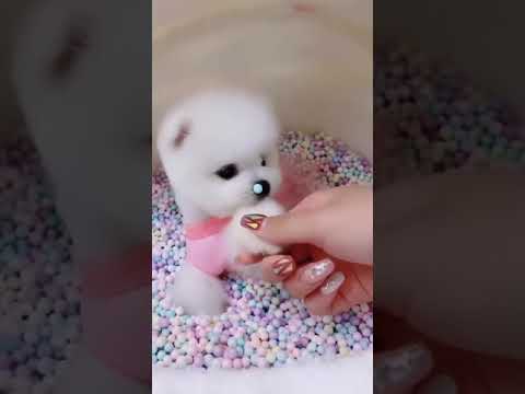 Cute Puppy lovely  Care #short #1140