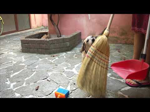 cute puppy cleaning backyard