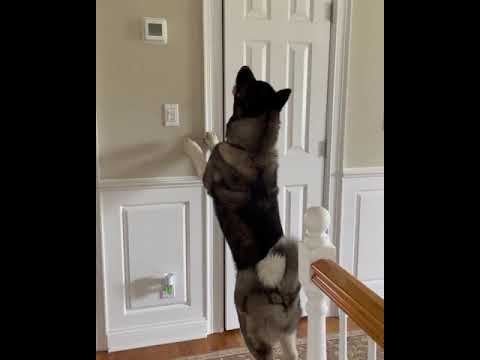 cute puppy's first day #funnypetvideos #petlovers
