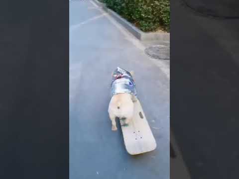 Cute puppy skating video | cutest video ever |#shorts