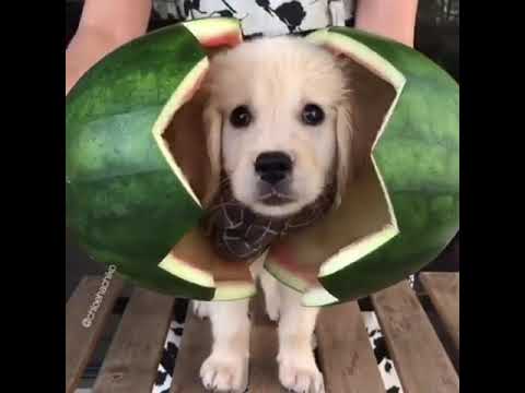 Cute Puppy Funny Movement!@Animals Lover Universe