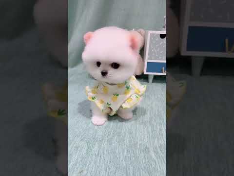 Cute Puppy lovely  Care #short #1274