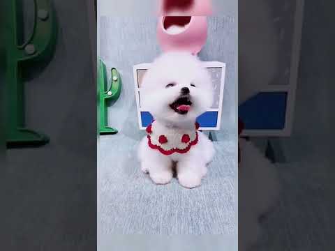 Cute Puppy lovely  Care #short #1423