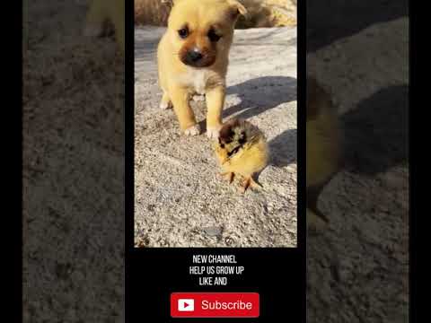 Cute puppy and chick #02 Minutes Of Cuteness - The cutest animals on the internet #shorts