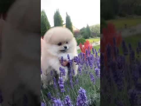Cute Puppy - Funniest Lovely Dog