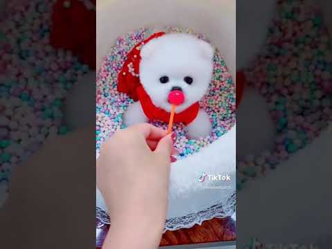 Cute puppy licking lollipop in foam