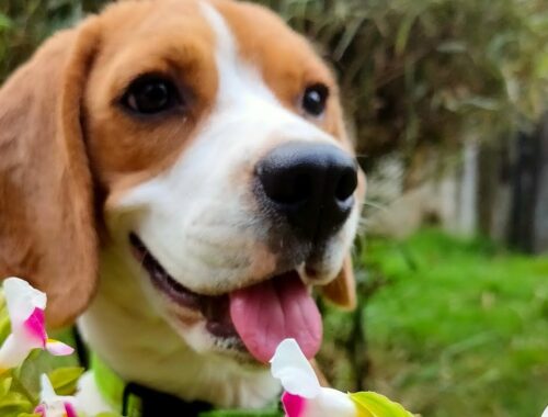 Our cute puppy #shorts/Beagle/Our cute Beagle Puppy/