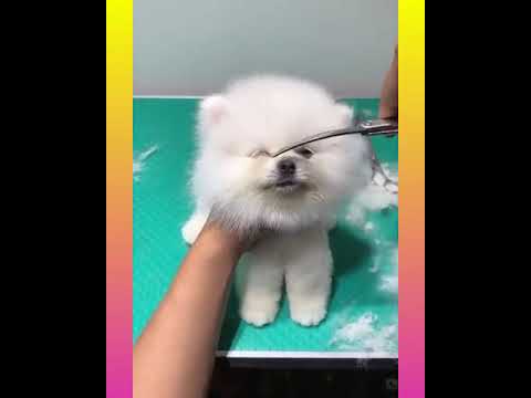 cute mini Pomeranian puppies | funny video | BLINK |