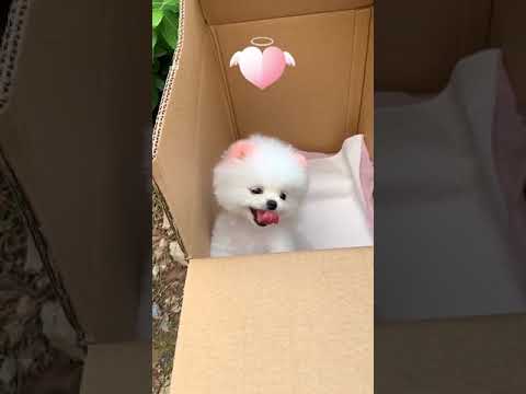Fun time with funny and cute puppy dog and other pet #83