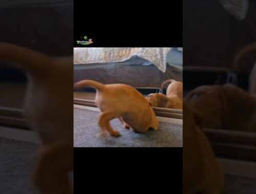 Cute Puppy Surprised by Watching Itself On Mirror #shorts