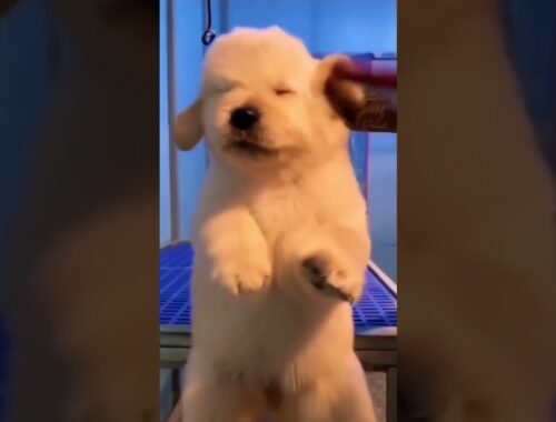 Cute puppy | Dog Training #Shorts