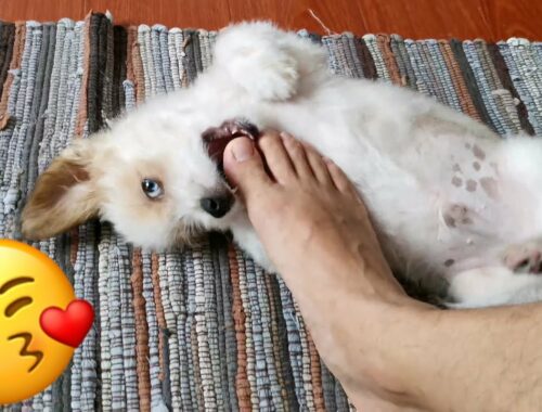 Cute Puppy Biting My Foot! | Pet Tips