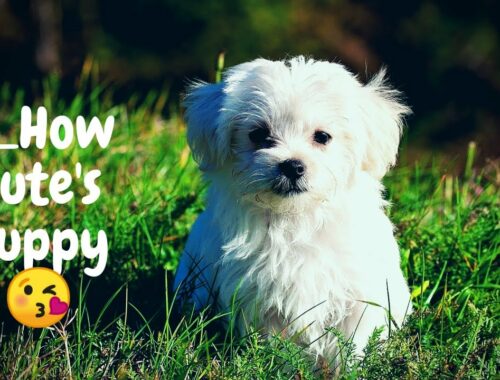 How Cute's Puppy - cute and funny video compilation# Dog's baby cute's gardan