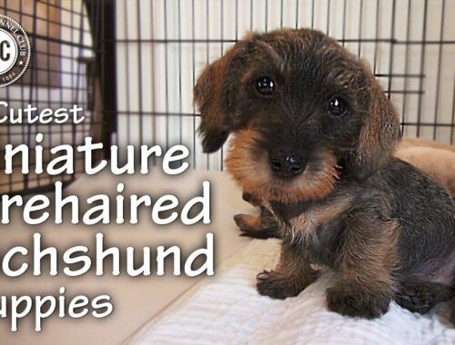 The Cutest Miniature Wirehaired Dachshund Puppies
