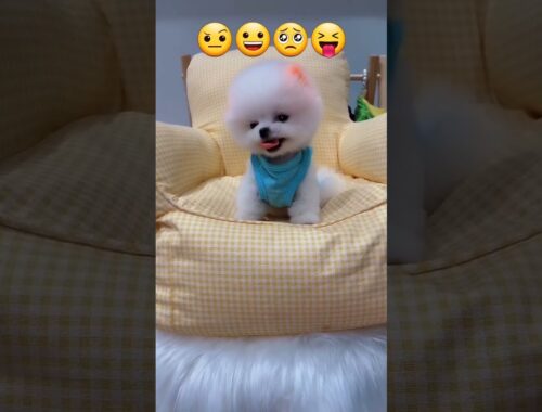 Fun time with funny and cute puppy dog and other pet #51