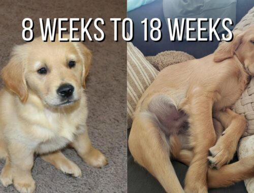 Golden Retriever Puppy From 8 Weeks To 18 Weeks | Cute Puppy Compilation Video