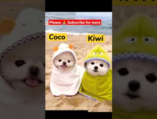 coco and kiwi cute puppy video #shorts #dog