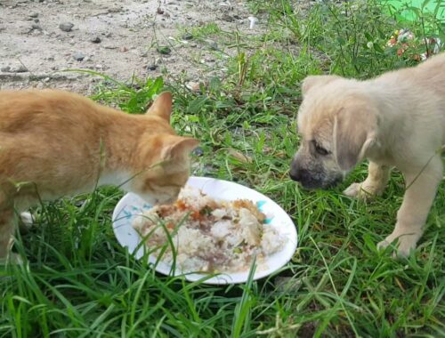 Give Food For Puppy and Mom Cats Cute Puppy GiGi #dog #cat