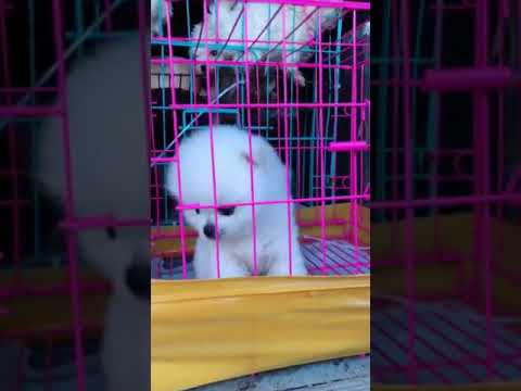 Fun time with funny and cute puppy dog and other pet #85