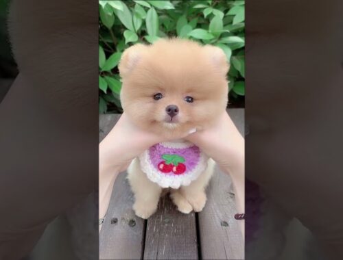 Fun time with funny and cute puppy dog and other pet #95