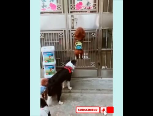 A cute puppy is trying to open the door #shorts