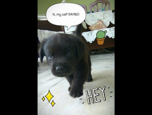 Rambo || BLACK Labrador cute Puppy 3 weeks old || Dog Lover Full HD 2018