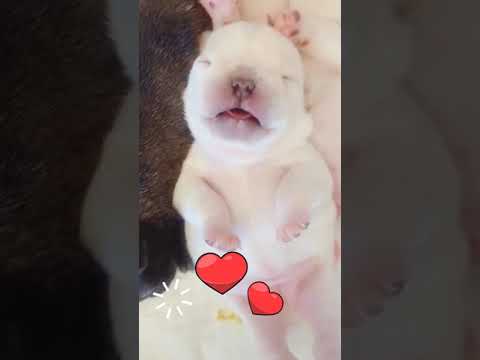 Cute Puppy Sleeping 1080p